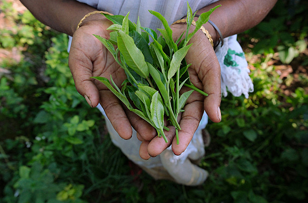 Klesá úroda, rostou ceny. Klimatická krize trápí i indické čajové plantáže