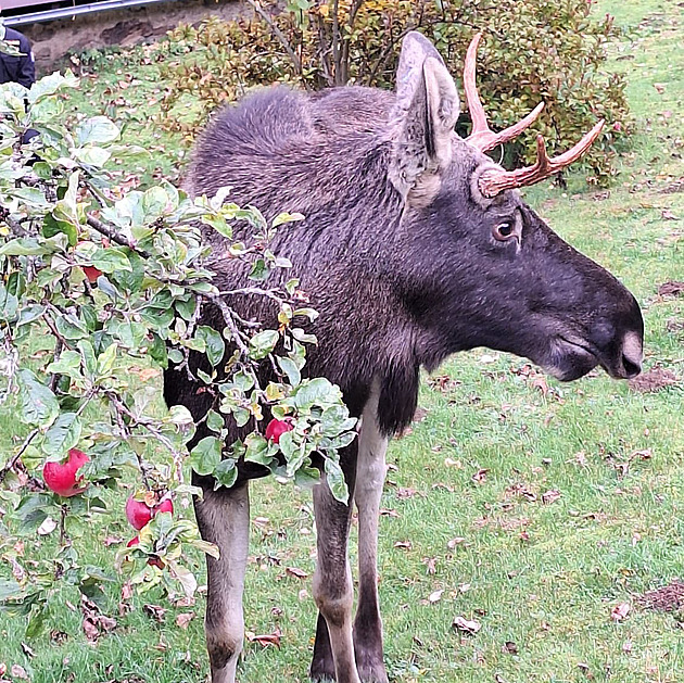 Los Emil prohnal policisty. Chtěli ho dostat ze zahrady, kde hodoval na jablkách