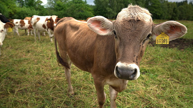 Když se péče o krajinu a chov zvířat potkají v jednom poctivém, ale o to zajímavějším příběhu