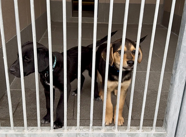Ohňostroj má přednost, řeklo město. A zrušilo záchytnou stanici pro psy