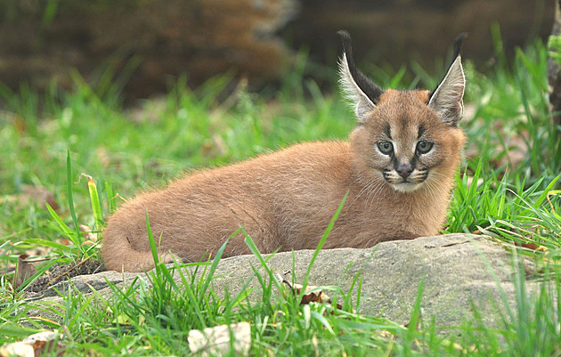 Ostravská zoo se dočkala vánoční kočičí nadílky, dvě mláďata však uhynula