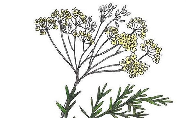 Kmín není jen do chleba. Pomůže i zhubnout a zlepší spánek