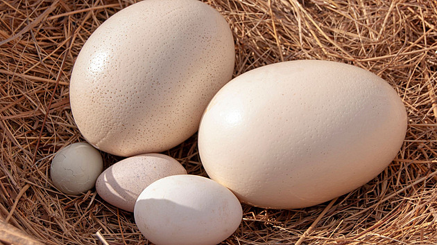 Proč vajíčka XL jen málokdy objevíte ve slevách? Odhalujeme důvody