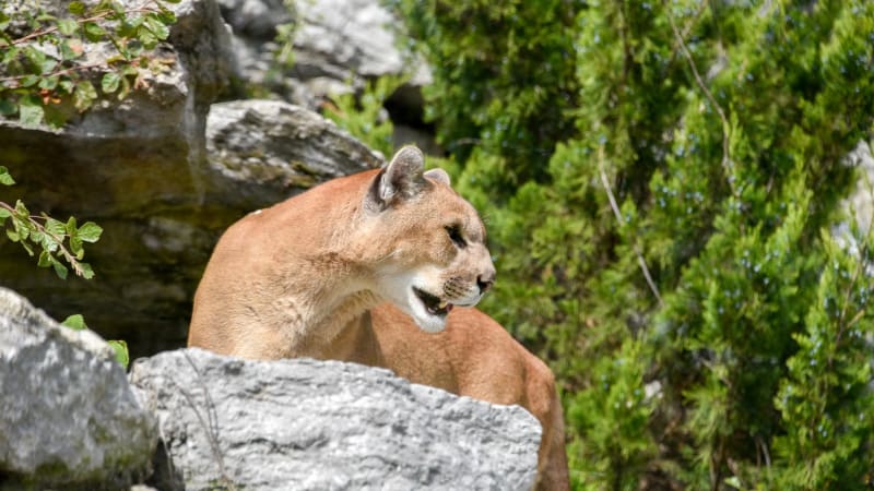 U českých hranic se zabydlela puma. Nebezpečnou šelmu zachytila fotopast