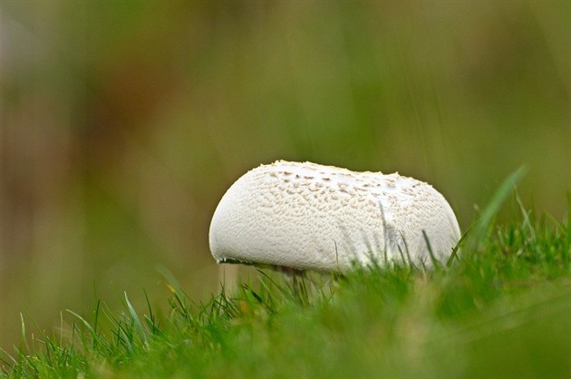Dobrá zpráva pro houbaře. Rostou, ale zatím ne hřiby, říká mykolog