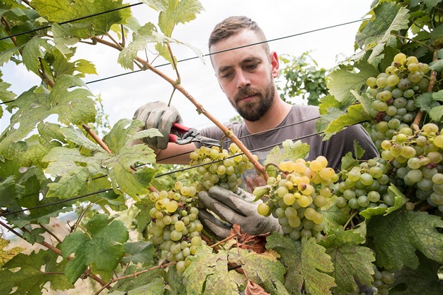 Vinaři zahájili první letošní sběr révy. Kvůli suchu bude menší výnos