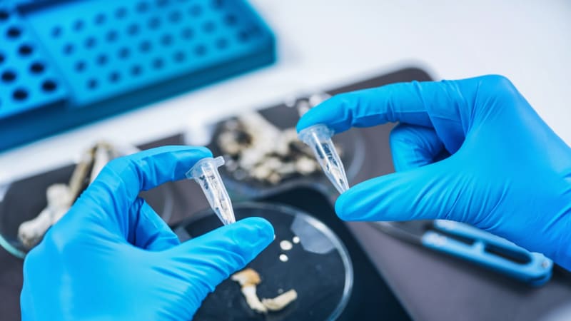 Lék z „houbiček“? Pomáhá, když jsou psychiatři v koncích, chválí si novinku Horáček